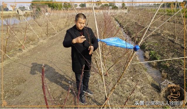 桃树栽植有技巧，栽植之前整地起垄有门道，你了解吗