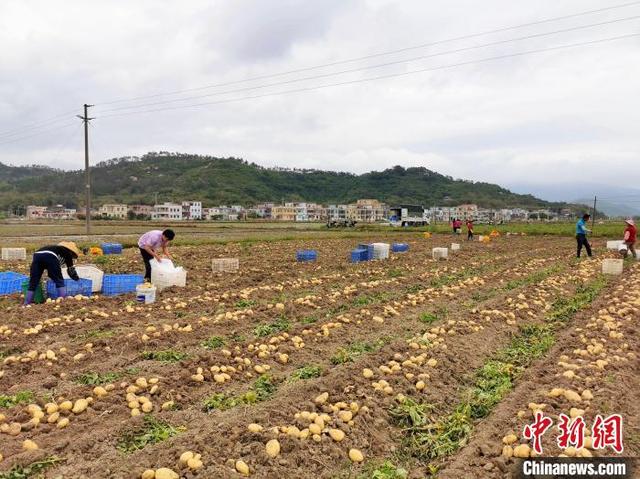 广东侨乡台山万亩马铃薯丰收 农户“薯”来运转