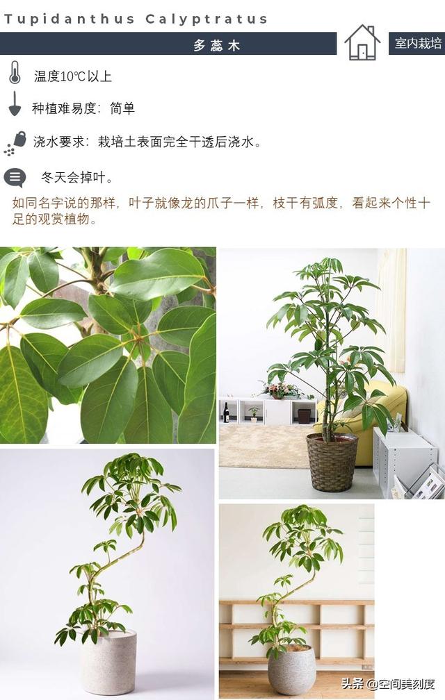 20种简约的绿植，它们经常出现在欧美室内设计大片中（文末福利）