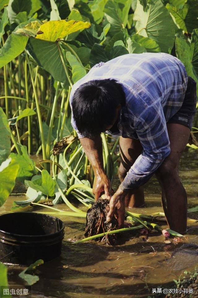 要想芋头种植产量大、品质高、收益好，这些种植管理技巧要知道