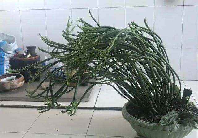 超萌多肉植物“光棍树”有毒吗？能养家里吗？种植需要注意什么？