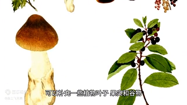 野生动物，介绍竹鼠是怎么生存的，怎么养殖