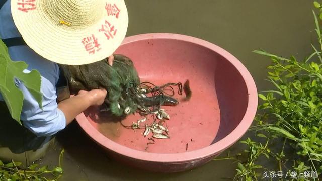 闻声而动来就餐，吃活饵和小龙虾，“富养”的黑鱼不一般