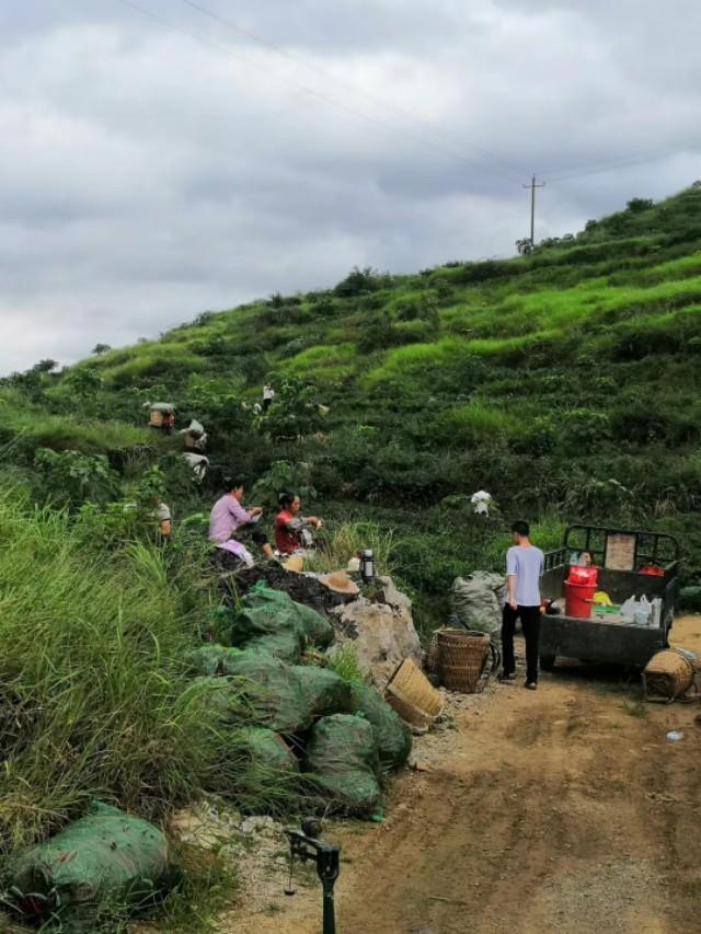 你知多少？关于贵州遵义的二荆条（辣椒）种植。