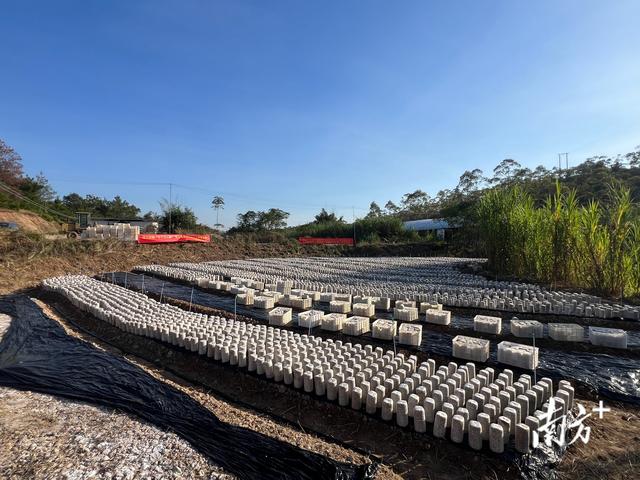 小木耳撑起乡村振兴“致富伞”！兴宁新圩镇成立黑木耳种植基地