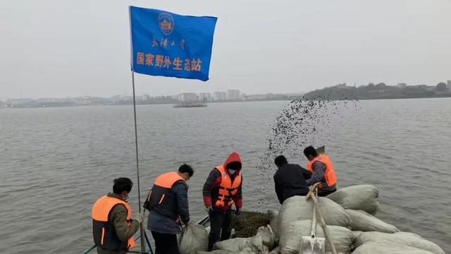 绝！鄂州有片“水下森林”