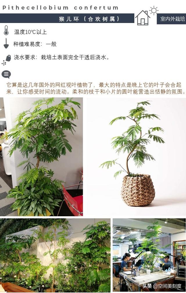 20种简约的绿植，它们经常出现在欧美室内设计大片中（文末福利）