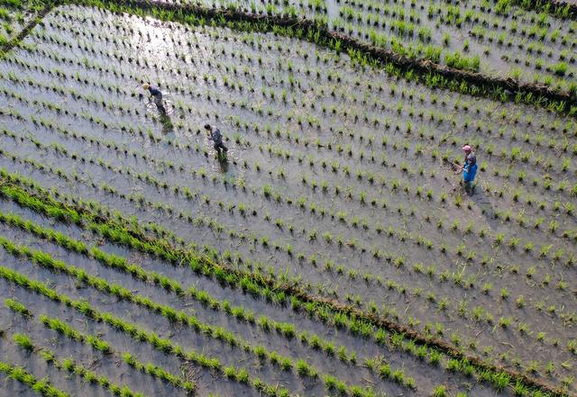 #（社会）浙江景宁：山区冷水茭白种植忙