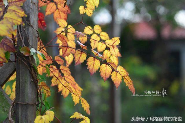 植物笔记：想种一棵凌霄花？小心它吃掉你的房子