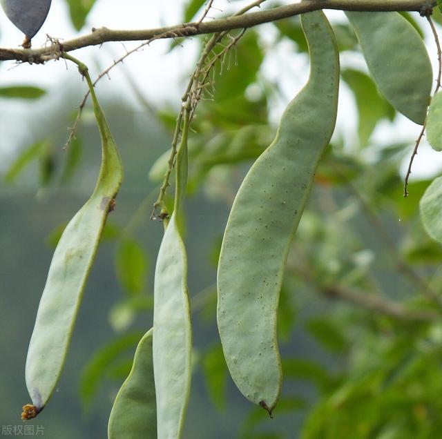 皂角的栽培要点，繁育栽培与播种管理方，你知道多少？