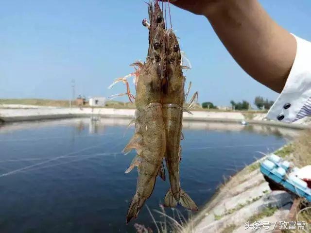 “肥水不流外人田”，这样养鱼，盐碱地上可发家！