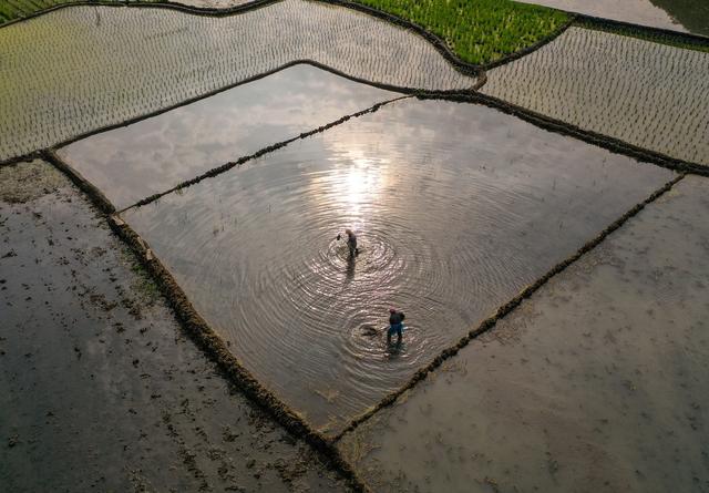 #（社会）浙江景宁：山区冷水茭白种植忙