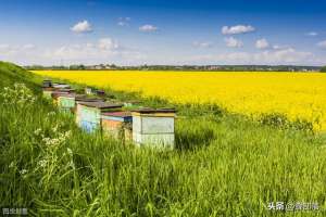 图说蜜蜂养殖(蜜蜂养殖，如何让蜂群长久强盛？做到这4点，蜂群强盛很简单)