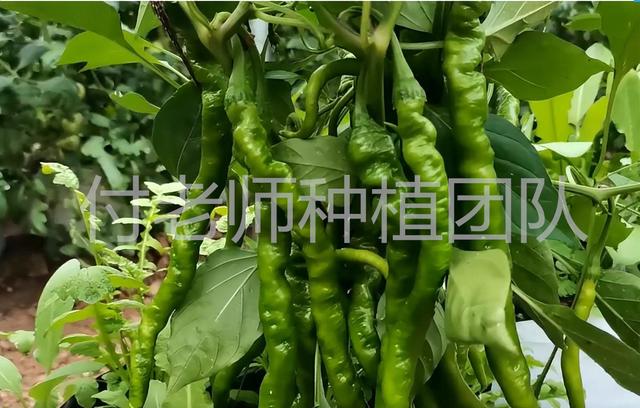 低温辣椒种植管理技巧，如何预防畸形果？农户做好3个方面