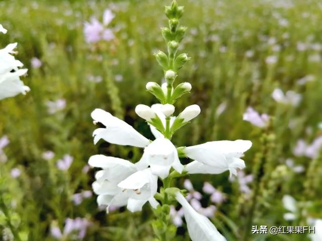 走出去你会见到各种各样美丽的风景，假龙头花就是这样美好的相遇