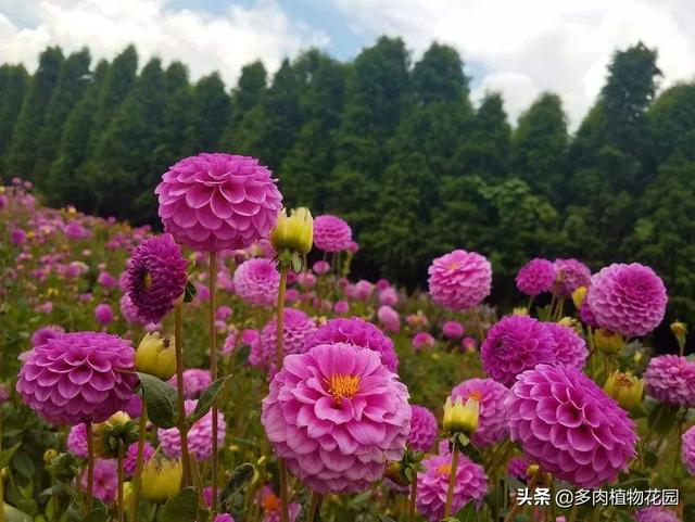 大丽花的养护方法，这样养护，大丽花花开满院