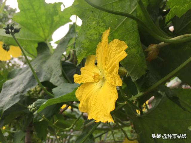 种植瓜菜，想要秋季结瓜多，夏季管理很重要，这些技术了解一下