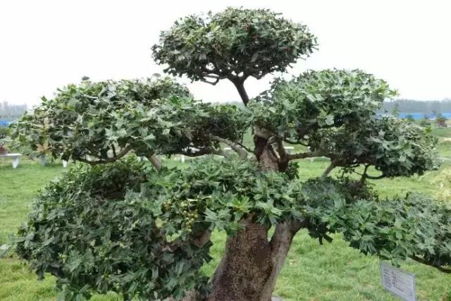 枸骨盆栽的养护鉴赏及市场现状