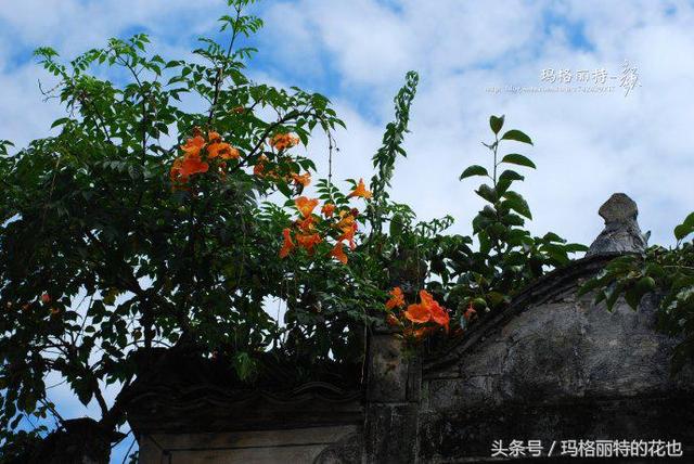 植物笔记：想种一棵凌霄花？小心它吃掉你的房子