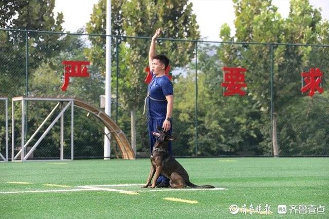 单犬服从、箱体和废墟搜救……95只搜救犬在济“考编上岸”