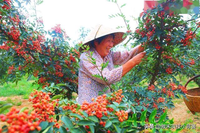 花椒树需要拉枝吗？哪种树与枝需要拉？几月份拉枝？如何操作？