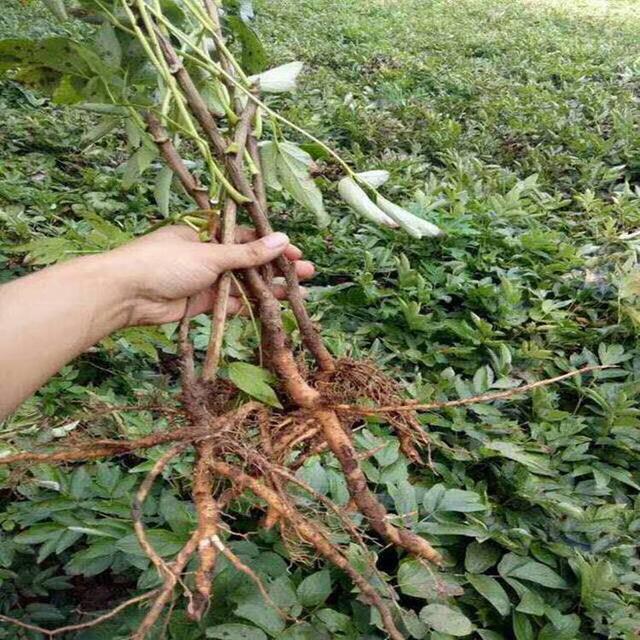 凤丹引种栽培技术，做好田间管理技巧，实现经济和生态效益成果