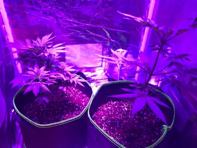 室内大麻种植视频(附