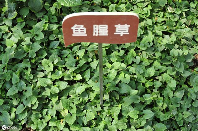 鱼腥草大鹏种植技术 学会了可以增加不少收益