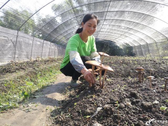 土专家痴迷菌种研究20年 让鸡丝菌走上市民餐桌