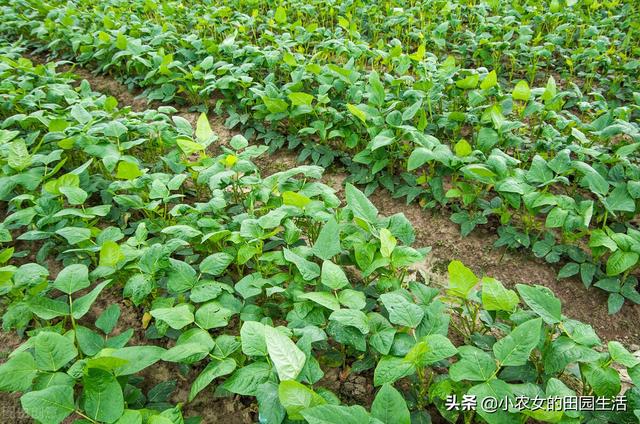 露地种植豇豆很简单？什么时候种？怎么种？，一次性告诉你