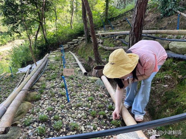 霍山石斛的种植养护过程