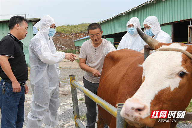 临武县：念好“牛经”传输“牛”技术