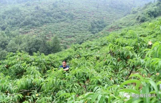 石漠化荒山能种好桃？曾被耻笑的“桃痴”做到了，每斤15元早早被订空