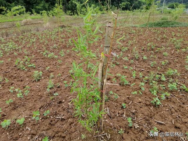 农村闲置的荒地种植反季节雷竹，亩年均收益过万，，该如何建园？