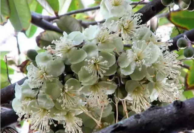 这些水果很常见，可它们的花你都见过吗？花期你都知道吗？