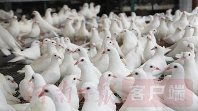 年繁育种鸽30万对、产销乳鸽600万只，舞钢肉鸽飞出“广阔天地”