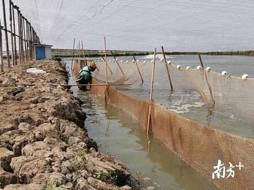 出产鱼苗占全国市场六成，中山三角镇打造现代生鱼产业园