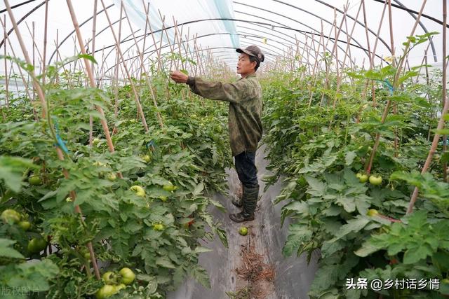 立夏后，种植和移栽的蔬菜记住做好这几点，秧苗蹭蹭长不停