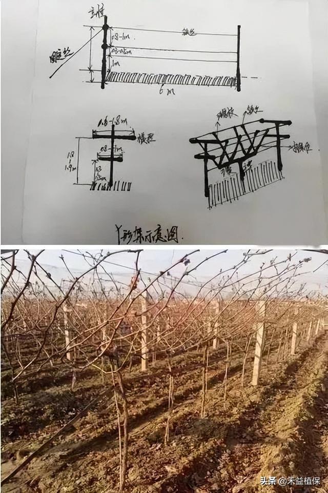 哪种葡萄架式最好、产量最高、最好管理？推荐这五种