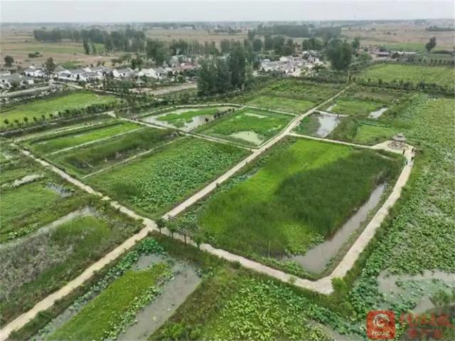 平桥区肖店乡：荷花塘里养甲鱼 野性十足味道美