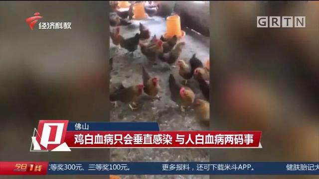 养殖场3000只鸡陆续死亡，竟是因为得了白血病？