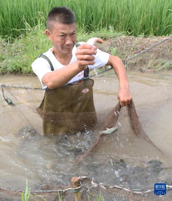 湖南衡阳：稻鱼生态种养助民增收