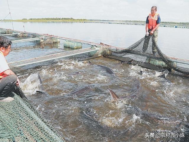 鲟鳇鱼怎么养？鲟鳇鱼的人工饲养方法