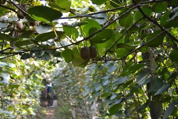 2018种猕猴桃赚钱吗？种植利润与投资成本及前景预测