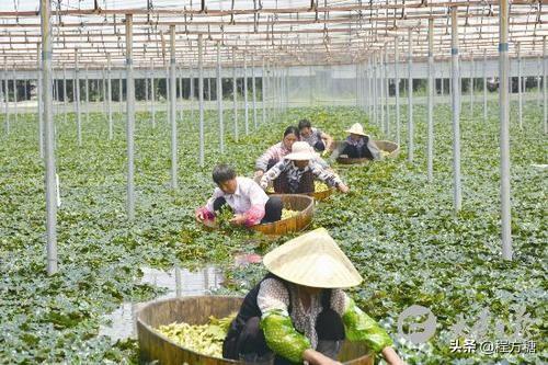 菱角种植技术｜菱角生长在哪里？