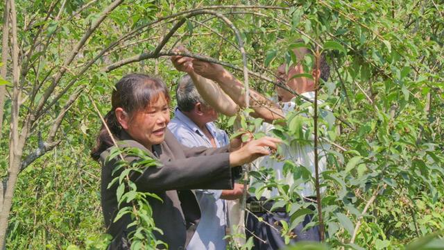 湖北郧西：连翘“青果果”成了致富“金豆豆”