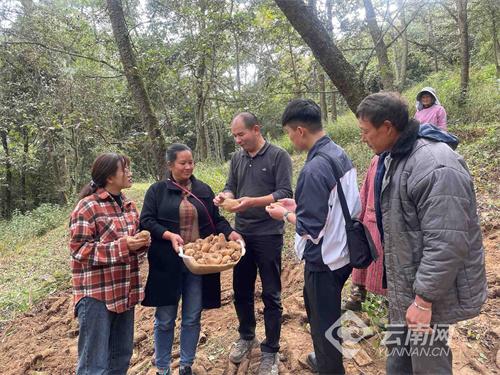 每户4200元！通海脱贫户入股种植天麻喜分红