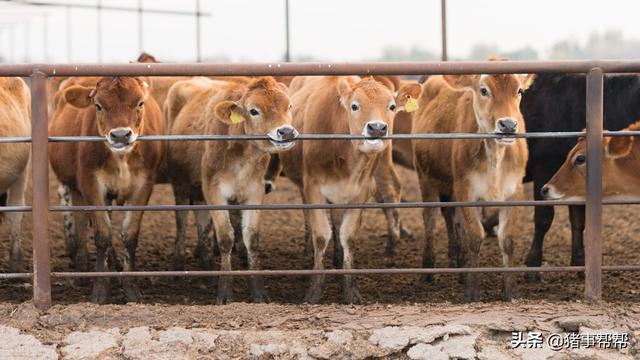 肉牛基础养殖技术分享，怎样做到高效养牛，小知识大用处