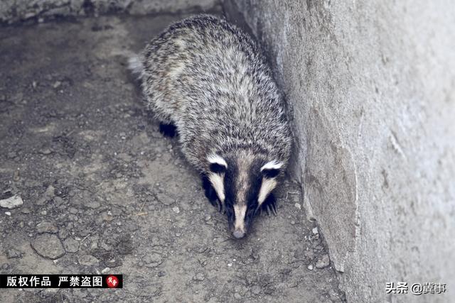 河北小伙5年驯化野生獾，已成全国獾油生产基地