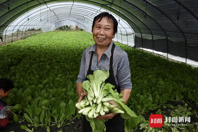 探访成都最大叶菜种植基地：保障“餐桌民生”日产超50万斤80%供应成都本地「齐心战疫 成都得行」